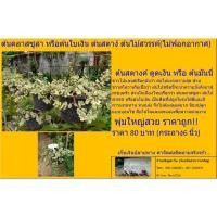 ราคา ต้นคลาสซูล่า หรือต้นใบเงิน ต้นสตาง์ ต้นไม้สวรรค์(ไม้ฟอกอากาศ) (7956911357)