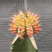 ราคา ยิมโนด่างกราฟไทเกอร์ ไม้มีชื่อ ด่างครบทุกพู สวยมาก (10800515065)