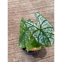 ราคา บอนสี บอนอิเหนา ส่งพร้อมกระถาง4" (12014243175)