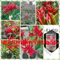 ราคา #เมล็ดพันธุ์พริกช่อจีน (6811589915)