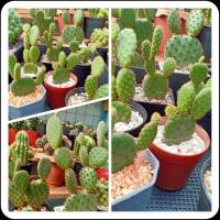 ราคา กระบองเพชร แคคตัส โอพันเทียหูกระต่าย หูมิกกี้เม้าส์ (14137849602)