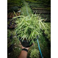 ราคา ไผ่เงิน ไผ่แมว ไผ่แมวเลีย ไผ่เลี้ยงแมว กระถาง11 นิ้ว (4956663093)