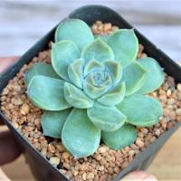 ราคา Echeveria Elegans G Succulents กุหลาบหินนำเข้า ไม้อวบน้ำ. Imported Live Succulents plant (5720275580)