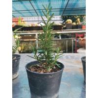 ราคา ต้นโรสแมรี่​rosemaryกระถาง4นิ้ว (6779929067)