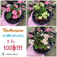 ราคา โป๊ยเซียนแคระ 3 ต้น 120 คละสี (3771828705)