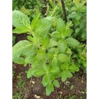 ราคา เมล็ดพันธุ์ อิตาเลี่ยนเบซิลใบใหญ่ ITALIAN Large Leaf Basil ซองละ 29 บาท เมล็ดจากบ้านสวนปลูกต่อได้ (10122533958)