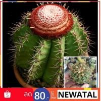 ราคา กระบองเพชร เมโลแคคตัส (1872746967)