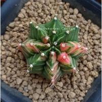 ราคา Gymnocalycium Mihanovichii Variegata #กระบองเพชร #แคคตัส #ยิมโนด่าง #cactus (3762644028)