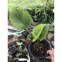 ราคา ต้นพัดโบกด่างริ้วทอง (8362032778)