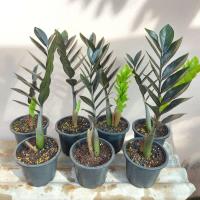 ราคา กวักมรกตใบดำ ไม้มงคล ไม้ฟอกอากาศ (11933613992)