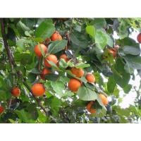 ราคา #ต้นตะโก ผลไม้ป่าหายากไม้โบราณ​ (16319699895)