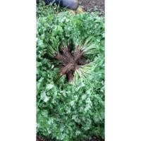 ราคา ☘ขายผักชีไทย☘ขาย 1 กิโลกรัม ราคา 60 บาท☘ผักสดส่งตรงถึงหน้าบ้าน☘ผักปลอดภัย☘เราปลูกคุณปรุง☘ (20459866878)