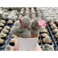 ราคา รีบูเทีย(ดอกขาว,ดอกชมพู) กระถางขนาด2นิ้วฟอร์มกอ (11097115347)