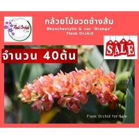ราคา กล้วยไม้ขวดช้างส้ม ต้นอ่อนกล้วยไม้ ช้างส้ม กล้วยไม้สกุลช้าง กล้วยไม้เพาะเมล็ด 1ขวด จำนวน 40ต้น (5448978946)