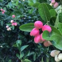 ราคา ต้นมะม่วงหาวมะนาวโห ต้นสูง35-40 เซนติเมตร (4132552269)