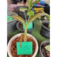 ราคา หน่อกล้วยแดงอินโดด่างมีเก็บปลายทาง (20218825211)