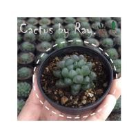 ราคา ฮาโวเทีย หยดน้ำ แคคตัส ไม้อวบน้ำ กระบองเพชร กุหลาบหิน (4336719236)