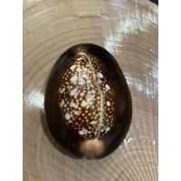 ราคา หอยเบี้ยเเก้ใช้ในพิธีต่างๆกันของ (22851310289)