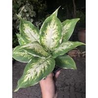 ราคา ต้นเศรษฐีรับเงินฟอร์มสวย กระถาง6 (15180279131)