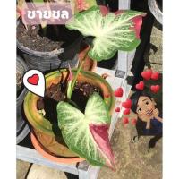 ราคา ชายชลบอนสี ต้นลูกชายชล (12443341536)