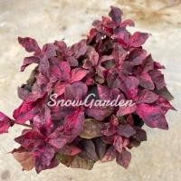 ราคา มณีล้อมเพชร ✨ กระถาง4นิ้ว สีสวย ไม้มงคล (8576174736)