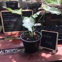 ราคา กวนอิม บอนโบราณ บอนสี ฟอร์มกอสวย (12841656026)