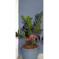 ราคา กวักมรกตดำไม้มงคลเบบี๋ (13743423428)