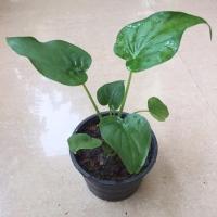 ราคา ต้นกวักเงินกวักทอง(ไม้มงคลเรียกทรัพย์)ขายพร้อมกระถาง6นิ้ว ลำต้นกำลังน่ารักเลย (10554465919)