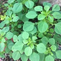 ราคา ต้นตำแยแมว สำหรับปลูก (2770705317)