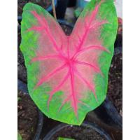 ราคา ต้นบอลสีช้างเผือกใบบัว (6996610239)