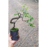 ราคา บอนไซเชอรี่แคระในกระถางญี่ปุ่น (3652555090)