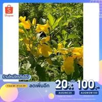 ราคา เหลือ 15.- โค้ด AUGINC20 ทองอุไร ต้นทองอุไร ต้นอ่อน ทองอุไร ต้นไม้พันธุ์ (10412614257)