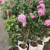 ราคา ต้นกุหลาบหนู ฮอลแลนด์ (13889215846)