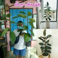 ราคา #ต้นยางอินเดีย"ไม้ประดับฟอกอากาศ" (5074514573)