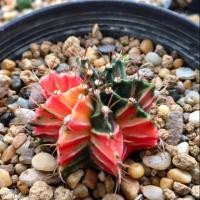 ราคา ยิมโนด่างไม้เพาะเมล็ด (4938278242)