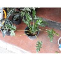 ราคา ซานาดู #ไม้ฟอกอากาศ 180฿ (2706814739)