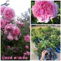 ราคา กุหลาบบิชอปคาสเซิล (กุหลาบอังกฤษ) หอมแรงมาก ดอกดก (17156070512)