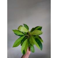 ราคา philodendron thaisunrise / ฟิโลเดนดรอนด่าง (5052651055)