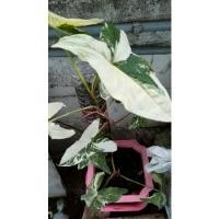 ราคา เงินไหลมาด่างขาว ใบใหญ่ๆๆๆ ๆ (Syngonium podophyllum) เงินไหลมาด่าง ไหลมาด่าง ด่างสวยๆ (9896412518)