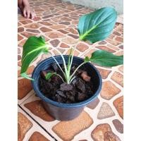 ราคา ว่านเสน่ห์จันทร์ขาว ไม้มงคล เรียกทรัพย์ (15403918251)