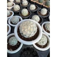 ราคา กระบองเพชร แมมขนนกร่มญี่ปุ่น (15948022010)