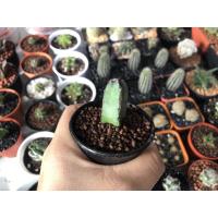 ราคา แคคตัส#ไม้อวบน้ำ#ฮาโวเทีย (4655969400)