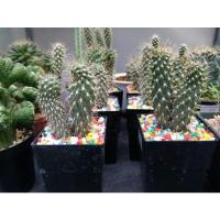 ราคา แคคตัส กระบองเพชร นวมนักมวย Cylindropuntia fulgida (13751493340)