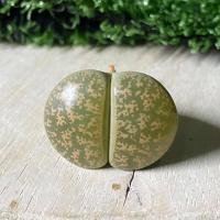 ราคา lithops ไลทอป ก้อนหินมีชีวิต (6358010938)