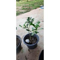 ราคา มะกรูดกระถาง 6" กิ่งตอน (24201409235)