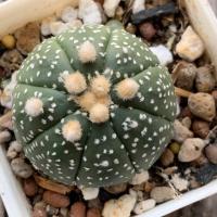 ราคา *ส่งแบบถอดกระถาง* แคคตัส กระบองเพชร ไม้เมล็ด แอสโตร แอสโตรไฟตัม astrophytum (7842327300)
