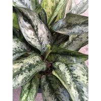 ราคา ต้นเศรษฐีพันล้านต้นไม้มงมลเสริมมั่งมีเงินทองนำโชคลาภมาให้แก่ท่าน พร้อมกระถาง5.5” (8404281566)