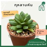 ราคา แคคตัส กุหลาบหิน กระบองเพชร (17557208335)