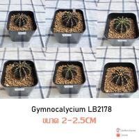ราคา แคคตัส ยิมโน Gymnocalycium LB2178 hybrid บั้งสวย 8-10พู ไม้เพาะเมล็ด (5488812119)