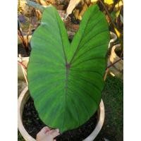 ราคา บลูฮาวาย​ Colocasia​ blue hawaii/โคโรคาเซียบลูฮาวาย พร้อมส่งทั้งกระถาง​ (13350401635)